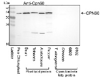 CPN60A1 | Chaperonin 60 subunit alpha 1 (chloroplastic) in the group Antibodies Plant/Algal / Photosynthesis / RUBISCO/Carbon metabolism at Agrisera AB (Antibodies for research) (AS12 2613)